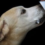 ehet a kutya joghurtot, joghurt kutyának, natúr joghurt kutyának, joghurt kutyának hasmenés, laktózérzékeny kutya joghurt, görög joghurt kutyának, ízesített joghurt kutyának, mennyi joghurtot ehet a kutya