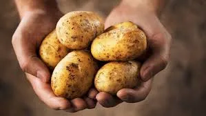 ehet a kutya krumplit, nyers krumpli kutyának veszélyes, zöld krumpli kutya szolanin, főtt krumpli kutyának mennyi, krumplihéj kutyának adható, sült krumpli kutyának, krumplipüré kutyának, krumplis chips kutyának, édesburgonya kutyának vs krumpli, krumpli csírája kutyának