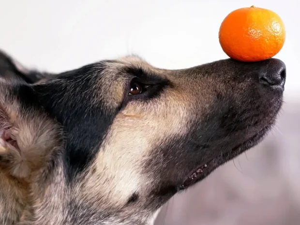 ehet a kutya narancsot, ehet a kutya mandarint, narancs kutyának hasmenés, narancs kutyának reflux, mennyi narancsot ehet a kutya, fagyasztott narancs kutyának