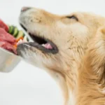 eliminációs diéta kutyáknak, kutya ételallergia diagnózis, érzékeny gyomrú kutya etetése, hidrolizált kutyatáp vélemények, kutya allergia vizsgálat, kutya viszketés ellen