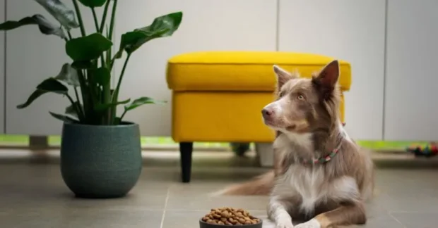 Érzékeny gyomrú kutya: eliminációs diéta lépésről lépésre (gyakorlatias protokoll) 3 eliminációs diéta kutyáknak, kutya ételallergia diagnózis, érzékeny gyomrú kutya etetése, hidrolizált kutyatáp vélemények, kutya allergia vizsgálat, kutya viszketés ellen