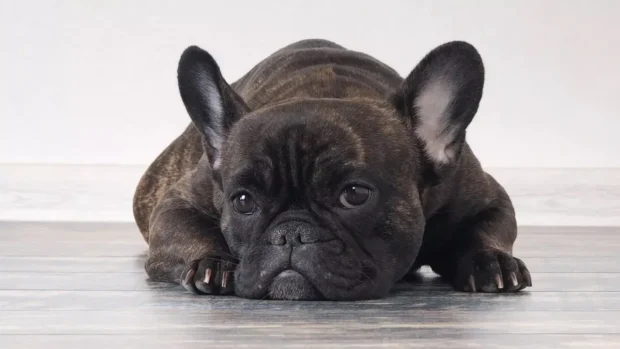 francia bulldog, francia bulldog jellem, francia bulldog tartása, francia bulldog betegségek