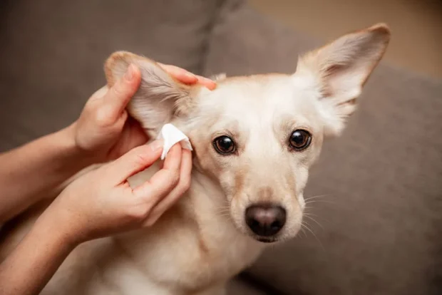fülgyulladás kutyáknál, kutyának büdös a füle mitől, kutya rázza a fejét fül, kutya vakarja a fülét barna váladék, kutyafül gombás fertőzés, fülatka kutya tünetek