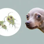giardia kutyáknál, giardia tünetek kutyáknál, giardia fertőzés kutyánál, giardia kezelése, giardia fertőtlenítés otthon, giardia hasmenés büdös nyálkás, protozoon parazita