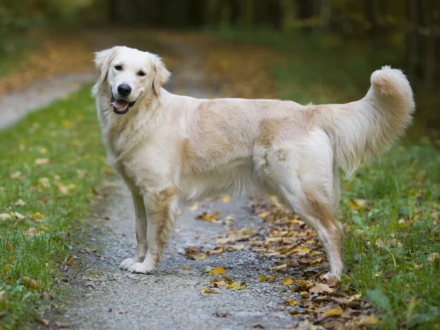 golden retriever kutya, golden retriever jellem, golden retriever nevelése, golden retriever tartása