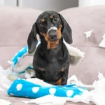 hogyan szoktasd le a kutyát a rombolásról, kutya rombolás okai, miért rág a kutya mindent