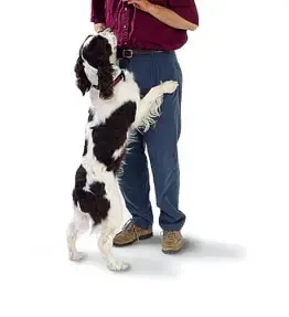 hogyan szoktasd le a kutyát az ugrálásról, kutya felugrál emberekre, miért ugrál a kutya, kutya ugrálás leszoktatása