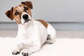 hogyan tanítsd meg a kutyát feküdni, fekvés parancs tanítása kutyának, kutya fektetés