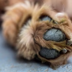 kutya mancsvédelem, kutya mancs sérülés, kutya mancs repedezés, forró aszfalt kutya mancs, kutya mancs égés, hogyan védjük a kutya mancsát, kutya mancs ápolás, mikor sérül a kutya mancsa