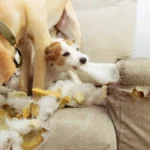 Hogyan szoktasd le a kutyát a rágásról? 11 kutya rágása, kutya nevelése, rágójáték kutyáknak, szeparációs szorongás, kölyökkutya rágás