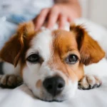 kutyabetegségek tünetei, gyakori kutyabetegségek és jeleik, hogyan ismerjük fel a kutya betegségeit