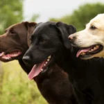 labrador retriever jellemzői, labrador kölyök etetése, labrador tanítása, labrador táplálkozása