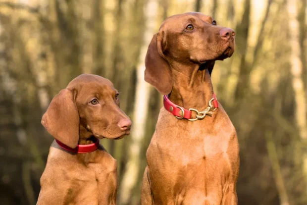 magyar vizsla, vizsla jellem, vizsla nevelése, vizsla mozgásigény, vizsla lakásban, vizsla szeparációs szorongás, vizsla kezdőknek