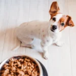 mennyit egyen egy kutya naponta, kutya napi adag, kutya etetési adagolás, kutya etetés testsúly szerint, mennyi táp kell a kutyának, kutya adagolási táblázat