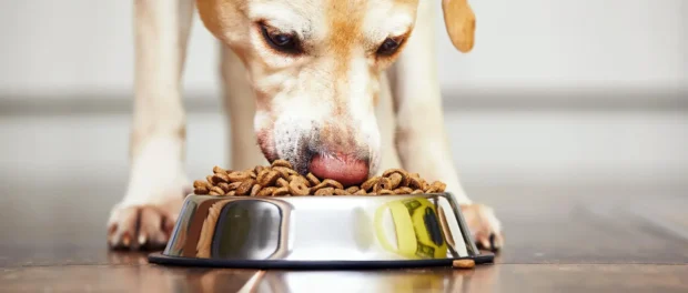 mennyit ehet a kutya egy nap, kutya napi adag, mennyi étel kell a kutyának, kutya etetés adagolás