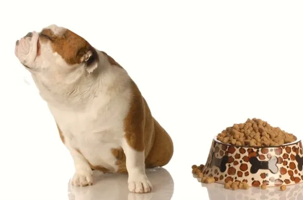 miért nem eszik a kutya, kutya étvágytalanság, kutya nem eszik okai, válogatós kutya