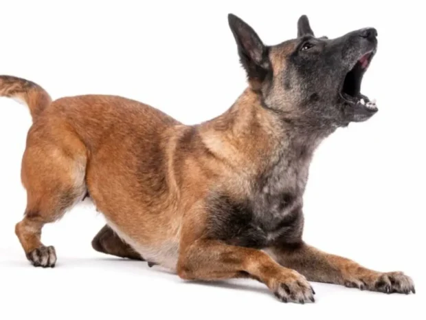 Miért ugat sokat a kutya, és mit tehetsz ellene? 2 miért ugat sokat a kutya, kutya sokat ugat, kutya ugatás okai, kutya ugatás leszoktatása, mit tegyek ha a kutya sokat ugat