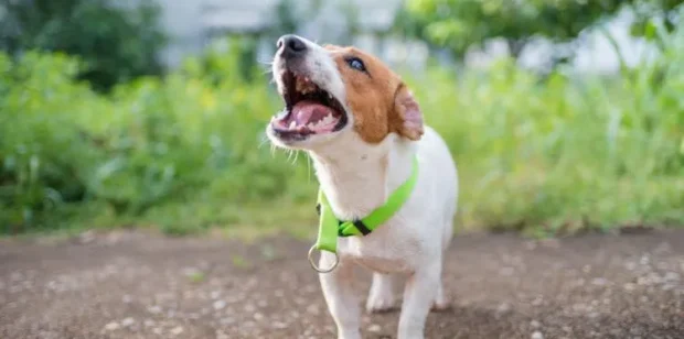 Miért ugat sokat a kutya, és mit tehetsz ellene? 3 miért ugat sokat a kutya, kutya sokat ugat, kutya ugatás okai, kutya ugatás leszoktatása, mit tegyek ha a kutya sokat ugat