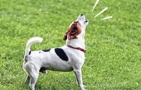 Miért ugat sokat a kutya, és mit tehetsz ellene? 4 miért ugat sokat a kutya, kutya sokat ugat, kutya ugatás okai, kutya ugatás leszoktatása, mit tegyek ha a kutya sokat ugat