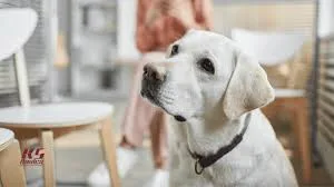 mikor kell állatorvoshoz vinni a kutyát, mikor kell orvoshoz vinni a kutyát, kutya betegség jelei mikor menjünk állatorvoshoz,