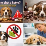 mit nem ehet a kutya, mérgező ételek kutyáknak, tiltott kutya ételek, csoki kutyának, szőlő kutyának, kutya mérgezés, kutya elsősegély