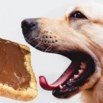 mogyoróvaj kutyának, ehet a kutya mogyoróvajat, xilites mogyoróvaj kutyának, lickmat mogyoróvaj kutyának, mogyoróvaj kutyának adagolás, xilit mérgezés kutyánál, kutyabarát mogyoróvaj, kutya gyógyszer beadása mogyoróvajjal, hasnyálmirigy gyulladás kutya mogyoróvaj, földimogyoró kutyának