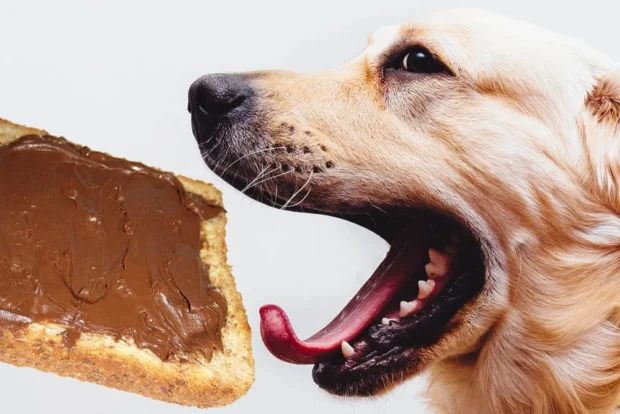 mogyoróvaj kutyának, ehet a kutya mogyoróvajat, xilites mogyoróvaj kutyának, lickmat mogyoróvaj kutyának, mogyoróvaj kutyának adagolás, xilit mérgezés kutyánál, kutyabarát mogyoróvaj, kutya gyógyszer beadása mogyoróvajjal, hasnyálmirigy gyulladás kutya mogyoróvaj, földimogyoró kutyának