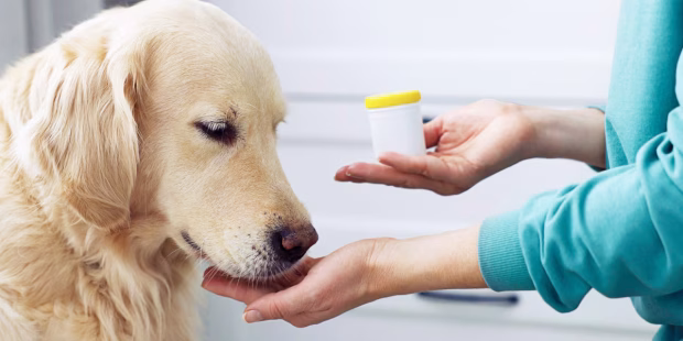 paracetamol kutyának, emberi fájdalomcsillapító kutyának, mennyi paracetamol mérgező kutyának, kutyám bevette paracetamolt mit tegyek, algopyrin kutyának veszélyes, cataflam kutyának