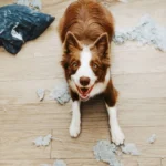 Szeparációs szorongás kutyáknál – tünetek, okok és megoldások 11 szeparációs szorongás kutyáknál, kutya nevelés, kutya egyedül hagyása, kutya rombolás