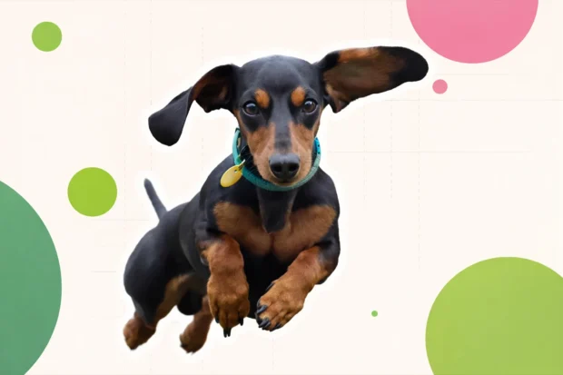 tacskó kutya, tacskó jellem, tacskó fajták, hosszúszőrű tacskó, drótszőrű tacskó, szálkás szőrű tacskó, tacskó színek, harlekin tacskó, tacskó kölyök, tacskó kutyák, törpe tacskó, mini tacskó