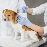 védőoltások és féregtelenítés kutyáknál, kutya védőoltások mikor szükséges