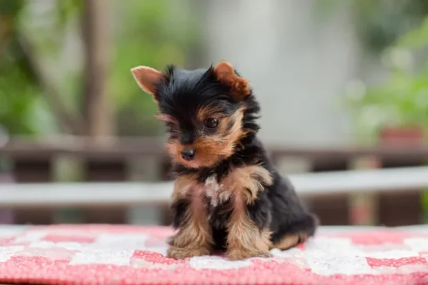 yorkshire terrier, yorkshire terrier tartása, yorkie jellem, yorkshire terrier nevelése, yorkie etetése, yorkshire terrier betegségei, yorkie szőrápolás, mini yorkie tévhit, yorkie tanítása