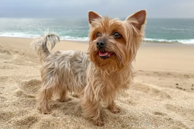 yorkshire terrier, yorkshire terrier tartása, yorkie jellem, yorkshire terrier nevelése, yorkie etetése, yorkshire terrier betegségei, yorkie szőrápolás, mini yorkie tévhit, yorkie tanítása