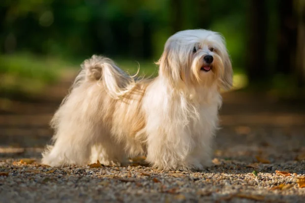 Havanese, Bichon Havanese, havanese kutya, havanese jellem, havanese ugatós-e, havanese egyedüllét, havanese szőrápolás gyakorisága, havanese hullik-e a szőre