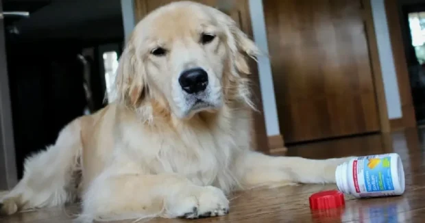 Ibuprofen, ibuprofen gyógyszer, ibuprofen tabletta, ibuprofen mérgezés kutyáknál, kutyám ibuprofent evett mit tegyek, ibuprofen kutyának mennyi a mérgező
