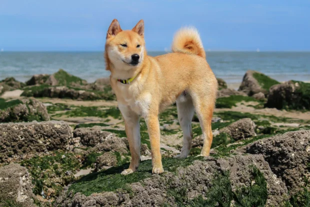 Shiba Inu, Shiba Inu kutya, Shiba Inu kölyök, Shiba Inu mérete, Shiba Inu jellem, Shiba Inu kezdőknek, Shiba Inu lakásban tartható, Shiba Inu behívás tanítása, Shiba Inu szökős mit tegyek