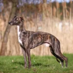 Whippet kutya: jellem, tartás lakásban, fázósság, mozgásigény és egészség – teljes útmutató 6 Whippet, kis angol agár, whippet agár, whippet kutya, whippet kölyök, whippet jellem, whippet lakásban tartható-e, whippet fázós-e, whippet ruha télen, whippet mennyit mozogjon naponta, whippet szökős-e, whippet szeparáció, whippet vedlik-e, whippet kölyök nevelése, whippet egészség szűrések, whippet futtatás