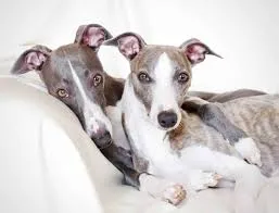 Whippet, kis angol agár, whippet agár, whippet kutya, whippet kölyök, whippet jellem, whippet lakásban tartható-e, whippet fázós-e, whippet ruha télen, whippet mennyit mozogjon naponta, whippet szökős-e, whippet szeparáció, whippet vedlik-e, whippet kölyök nevelése, whippet egészség szűrések, whippet futtatás