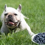 ehet a kutya áfonyát, mennyi áfonyát ehet a kutya, áfonya kutyának hasmenés, áfonya kölyökkutyának, fagyasztott áfonya kutyának, szárított áfonya kutyának, áfonya cukor kutyának