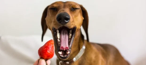 ehet a kutya epret, mennyi epret ehet a kutya, eper kutyának hasmenés, eper cukortartalom kutyának, eper kölyökkutyának, fagyasztott eper kutyának, eper allergia kutyáknál, eperlevél eper szára kutyának