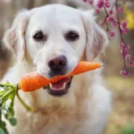 ehet a kutya sárgarépát, sárgarépa, kutya sárgarépa, mennyi sárgarépát ehet a kutya, kutya sárgarépa nyersen vagy főzve, sárgarépa kutya jutalomfalat