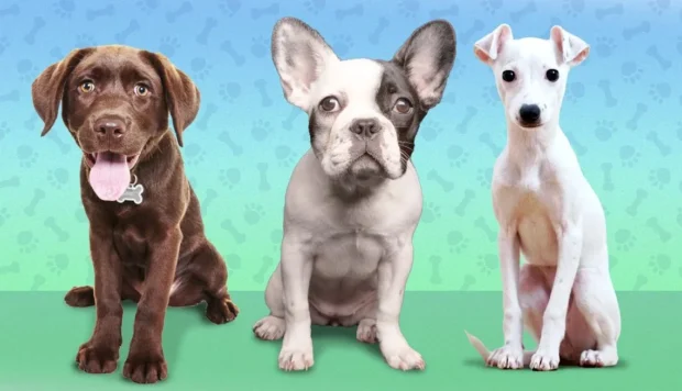 feloldó szó kutyának, kutyatréning alapok, kutya engedelmesség, marad parancs tanítása, kutya tanítása, pozitív megerősítés, impulzuskontroll kutyáknál, kutya nevelése