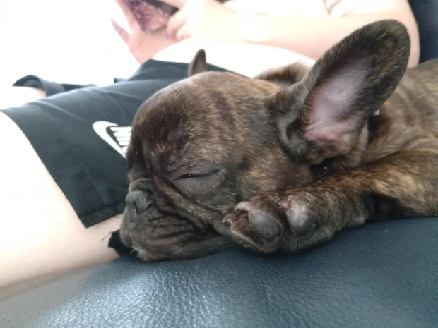 Francia bulldog légzési problémái: Minden, amit a BOAS szindrómáról tudnod kell 2 francia bulldog légzés, BOAS szindróma kutya, brachycephal szindróma tünetei, kutya horkolás okai, francia bulldog műtét ára, lágyszájpadlás műtét kutya, kutya nehézlégzés