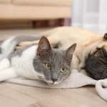 háziállat, háziállatok, kutya, kutyák, kutya és macska összeszoktatása, kutyát hogyan szoktassak a macskához, kutya és macska együttélés szabályai