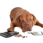 jutalomfalat, jutalomfalat kutyáknak, mennyi jutalomfalatot ehet a kutya, jutalomfalat mennyiség naponta, 10% szabály jutalomfalat kutya, jutalomfalat hízás kutyánál