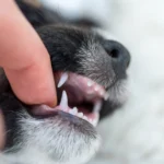 kölyökkutya fogváltás, fogváltás, kutya fogváltás, fogváltás kutyáknál, kölyök kutya fogzás, tejfog kihullás kutya