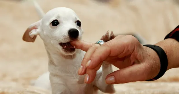 Kölyökkutya harapdál: mit csinálj? (fogváltás, tiltás vs csere, napi rutin lépésről lépésre) 5 kölyökkutya harapdál, harapdál, kölyök kutya harapdál leszoktatás,miért harapdál a kölyökkutya, kölyökkutya harapdálása ellen, kiskutya harapdál lábat kezet ruhát, kölyökkutya rágcsálás