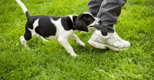 Kölyökkutya harapdál: mit csinálj? (fogváltás, tiltás vs csere, napi rutin lépésről lépésre) 4 kölyökkutya harapdál, harapdál, kölyök kutya harapdál leszoktatás,miért harapdál a kölyökkutya, kölyökkutya harapdálása ellen, kiskutya harapdál lábat kezet ruhát, kölyökkutya rágcsálás