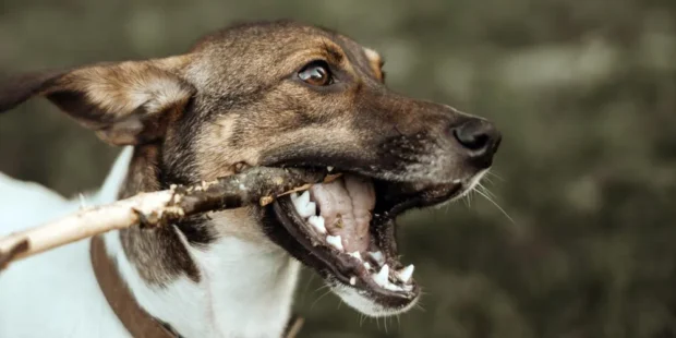 Kölyökkutya harapdál: mit csinálj? (fogváltás, tiltás vs csere, napi rutin lépésről lépésre) 3 kölyökkutya harapdál, harapdál, kölyök kutya harapdál leszoktatás,miért harapdál a kölyökkutya, kölyökkutya harapdálása ellen, kiskutya harapdál lábat kezet ruhát, kölyökkutya rágcsálás