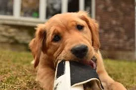 Kölyökkutya harapdál: mit csinálj? (fogváltás, tiltás vs csere, napi rutin lépésről lépésre) 2 kölyökkutya harapdál, harapdál, kölyök kutya harapdál leszoktatás,miért harapdál a kölyökkutya, kölyökkutya harapdálása ellen, kiskutya harapdál lábat kezet ruhát, kölyökkutya rágcsálás